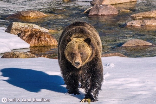 Banff Wildlife During August